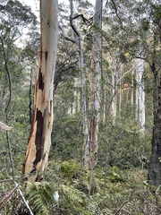 Eucalyptus deanei