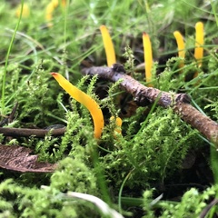 Clavulinopsis helvola