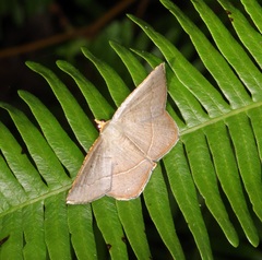 Plesiomorpha flaviceps