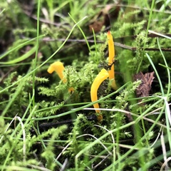 Clavulinopsis helvola