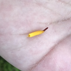 Clavulinopsis helvola