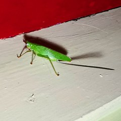 Copiphora brevirostris