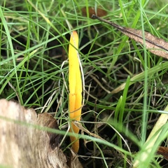 Clavulinopsis helvola