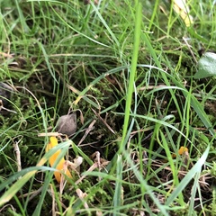 Clavulinopsis helvola