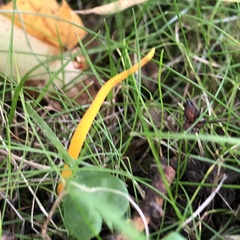 Clavulinopsis helvola