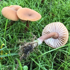 Laccaria laccata