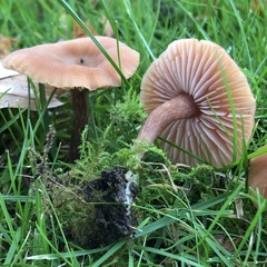 Laccaria laccata