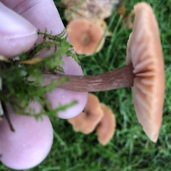 Laccaria laccata