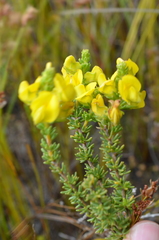 Aspalathus citrina