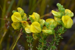 Aspalathus citrina