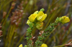 Aspalathus citrina
