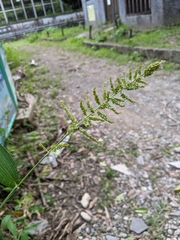 Setaria barbata