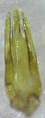 Sagola bipunctata