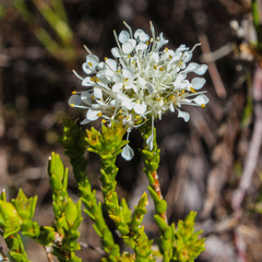 Agathosma bifida