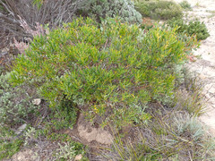 Acacia cupularis
