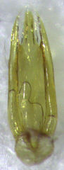 Sagola bipunctata