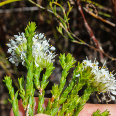 Agathosma bifida