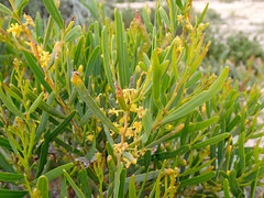 Acacia cupularis