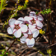Adenandra brachyphylla