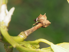 Australomisidia pilula