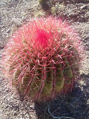 Ferocactus pilosus
