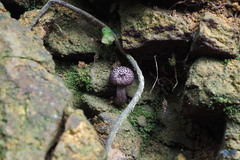 Indoporus squamulosus