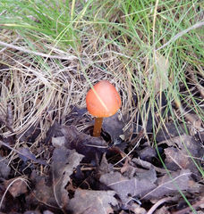 Mycena aurantiomarginata