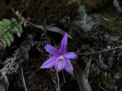 Pleione