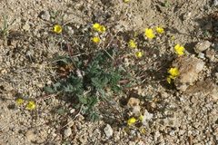 Potentilla sericea
