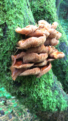 Flammulina velutipes