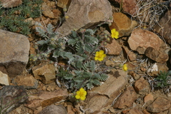 Potentilla astragalifolia