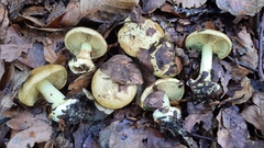 Cortinarius citrinus