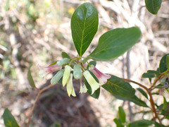 Billardiera versicolor