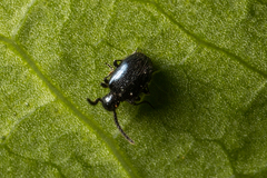 Ptininae