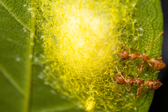 Oecophylla smaragdina