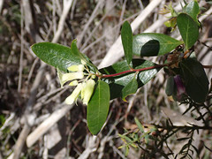 Billardiera versicolor