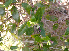 Billardiera versicolor