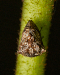 Membracidae