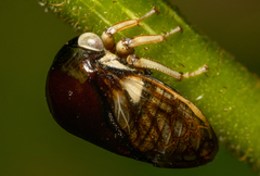 Membracidae