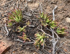 Crassula mollis