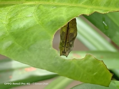 Doleschallia bisaltide