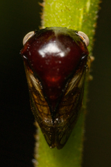 Membracidae