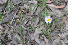 Allittia uliginosa