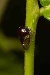 Membracidae