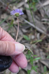 Allittia uliginosa