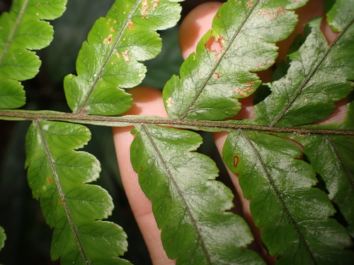 Gymnosphaera metteniana, photograph 1
