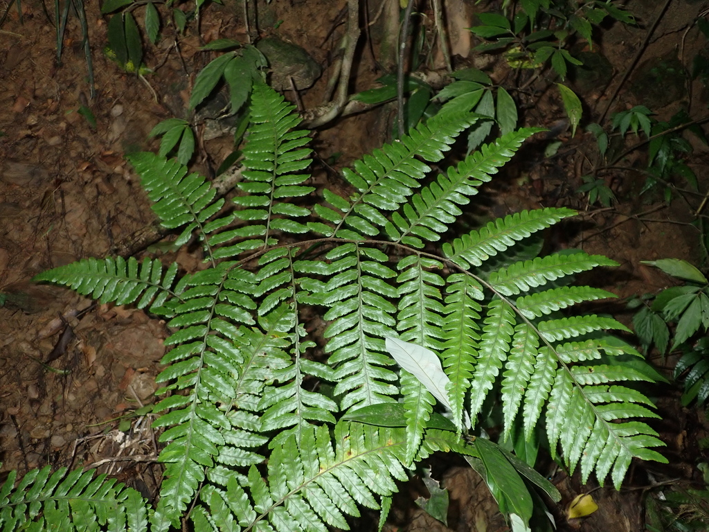Gymnosphaera metteniana; photograph 呂一起(Lyu yi-chi), CC BY, iNaturalist via GBIF