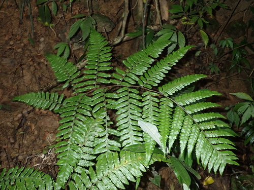 Gymnosphaera metteniana