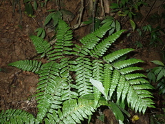 Gymnosphaera metteniana