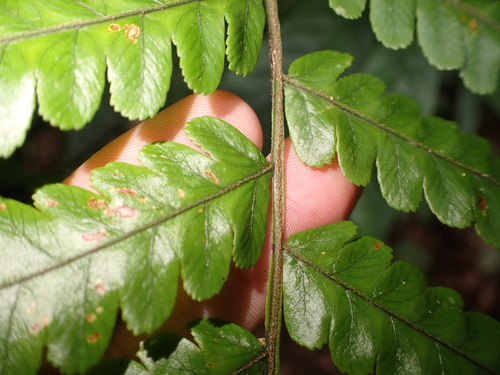 Gymnosphaera metteniana, photograph 2